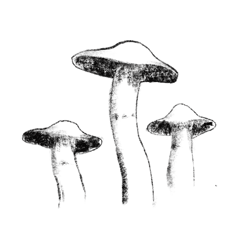 Psilocybin Hi